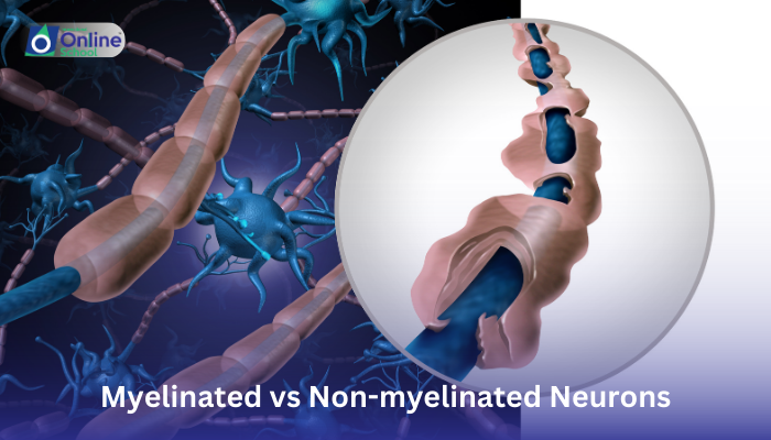 Lesson 06: Myelinated vs. Non-myelinated Neurons